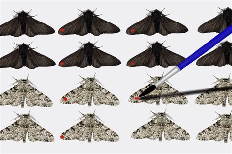 peppered game|peppered moth experiment.